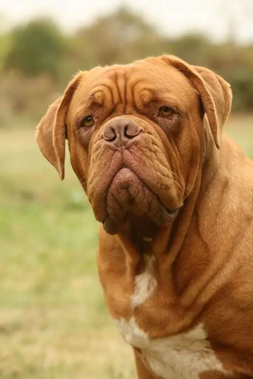 Gambar berbagai ras anjing lucu yang sedang bertarung