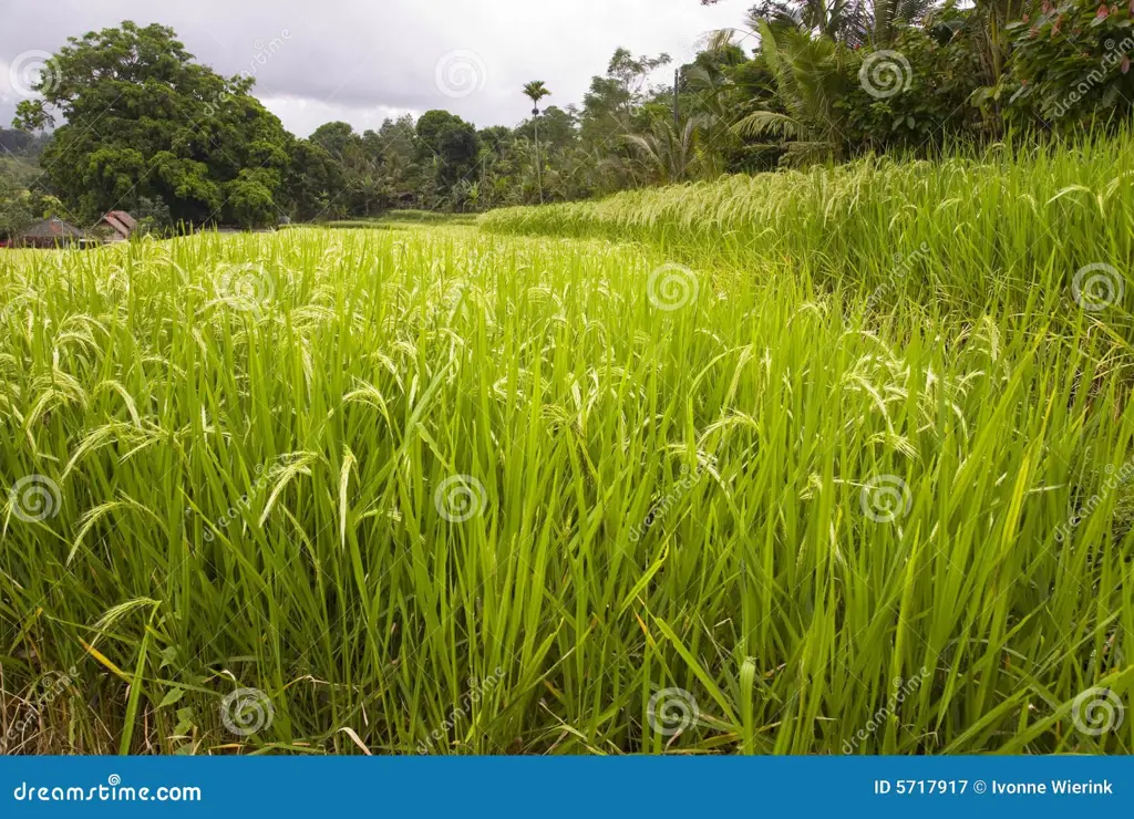 Sawah-sawah hijau di Indonesia yang indah