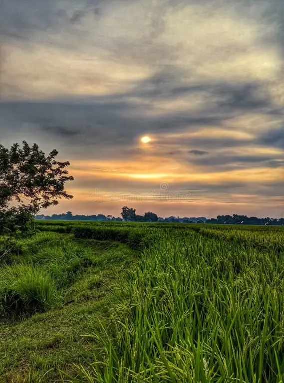 Pemandangan matahari terbenam di sawah Lamongan