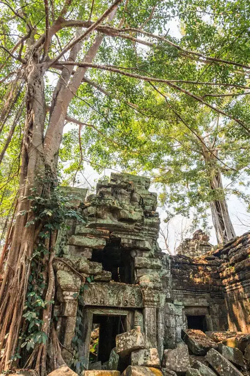 Candi kuno yang ditumbuhi tanaman