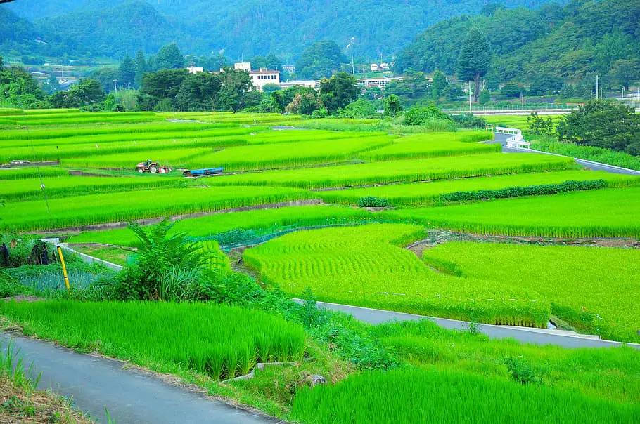 Gambar anime pemandangan sawah terasering di Jepang bergaya anime