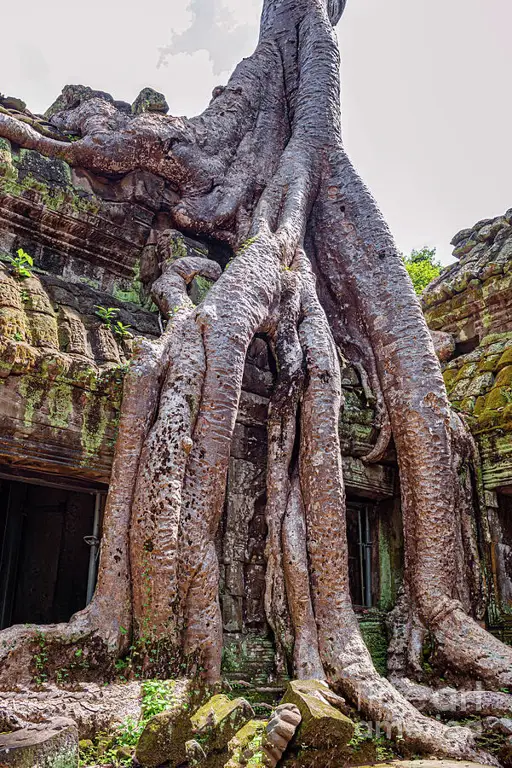 Candi Ta Prohm yang dipenuhi akar pohon