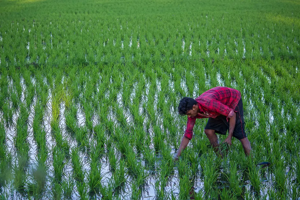 Gambar petani sedang bekerja di sawah