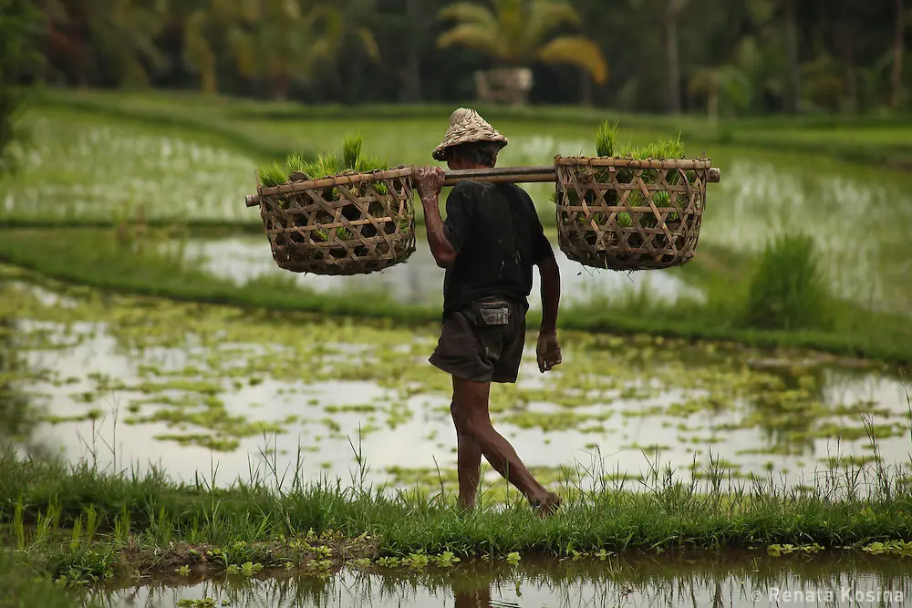 Seorang petani Indonesia sedang bekerja di sawah