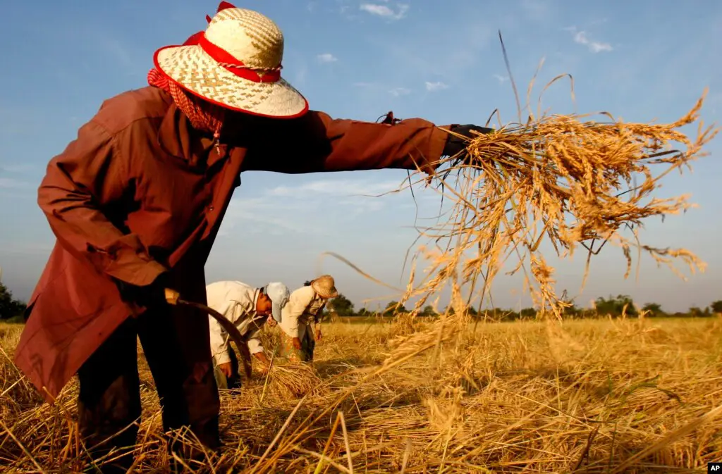 Petani Kamboja sedang bekerja di ladang