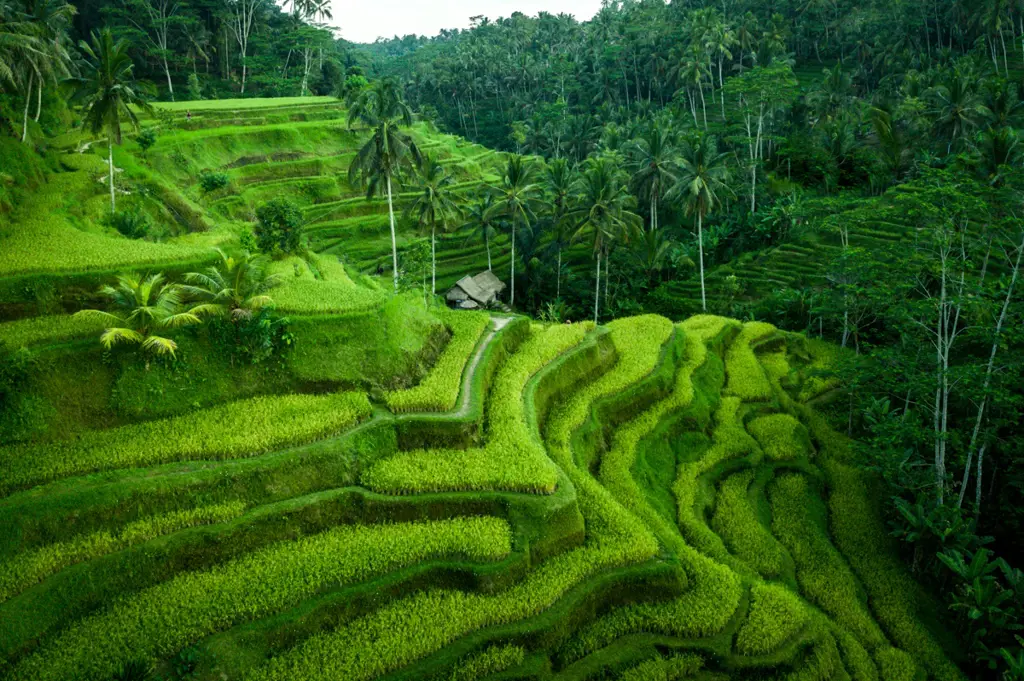 Sawah padi di Kamboja