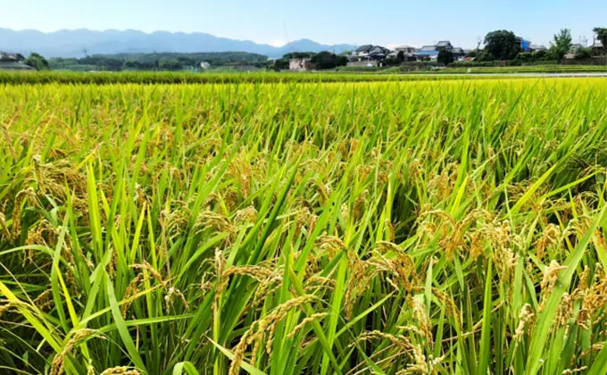 Petani organik di Jepang