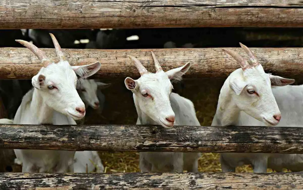 Peternak kambing memelihara ternaknya