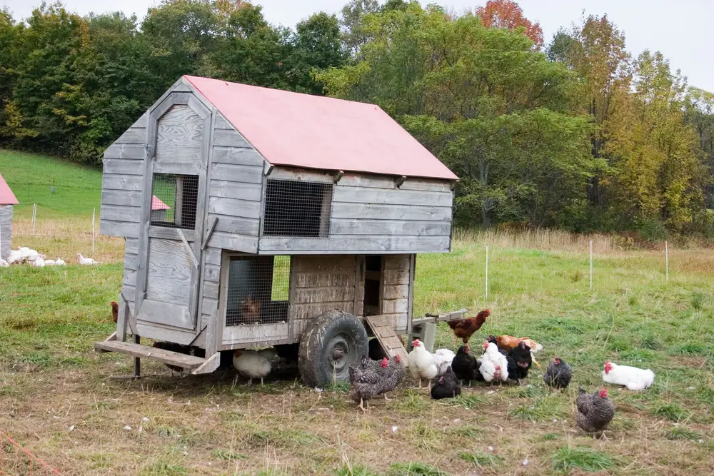 Peternakan ayam dengan sistem free range