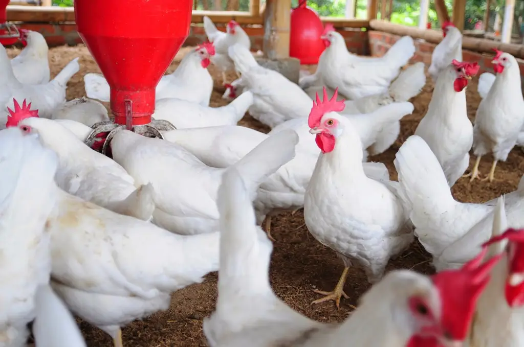 Peternakan ayam modern dengan kandang yang tertata rapi