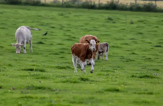 Sapi-sapi bahagia di peternakan organik