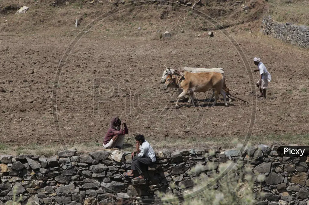 Peternakan sapi di India