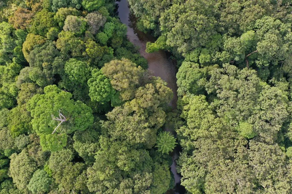 Gambar pemandangan hutan Kalimantan dalam acara Law of the Jungle