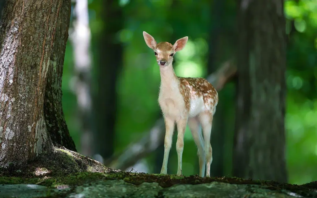 Nokotan bermain di hutan