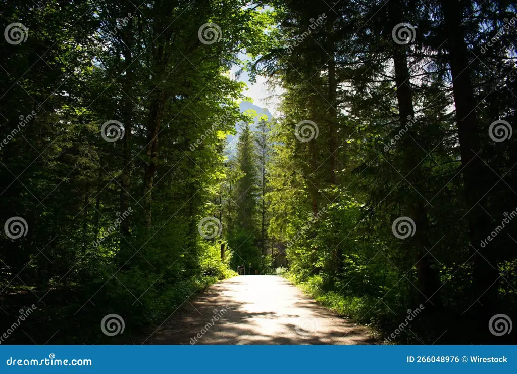 Jalan setapak di hutan yang misterius