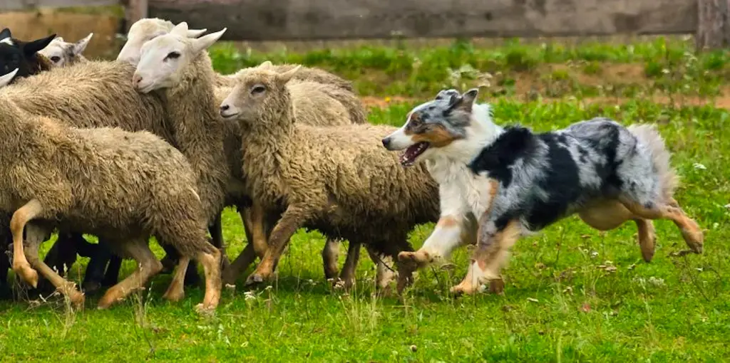 Berbagai jenis anjing di Indiana