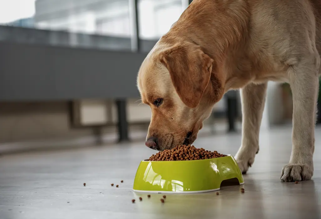 Berbagai macam makanan anjing