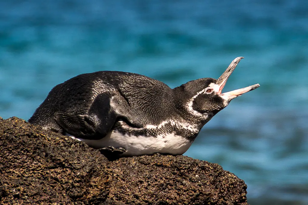 Pinguin Galapagos