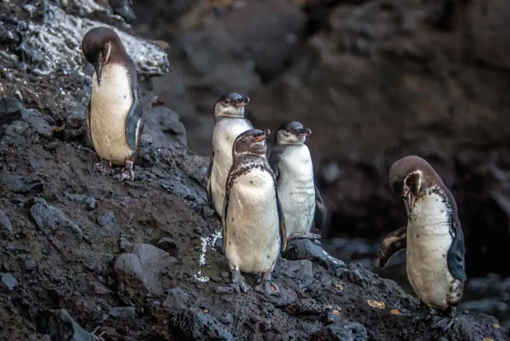 Pinguin Galapagos