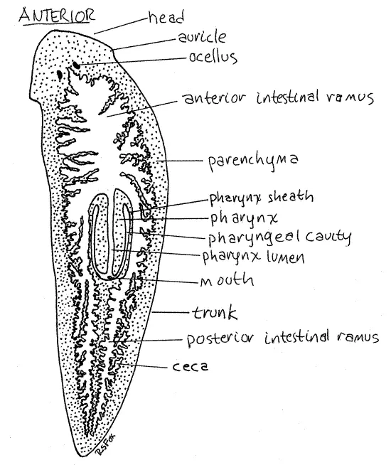 Mata sederhana pada Planaria