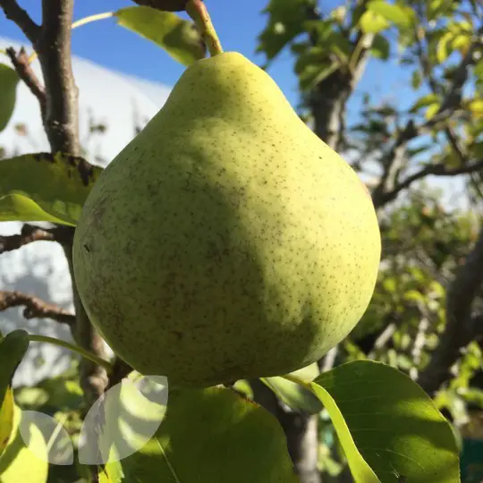 Pohon Buah Shinju yang rimbun dan berbuah lebat