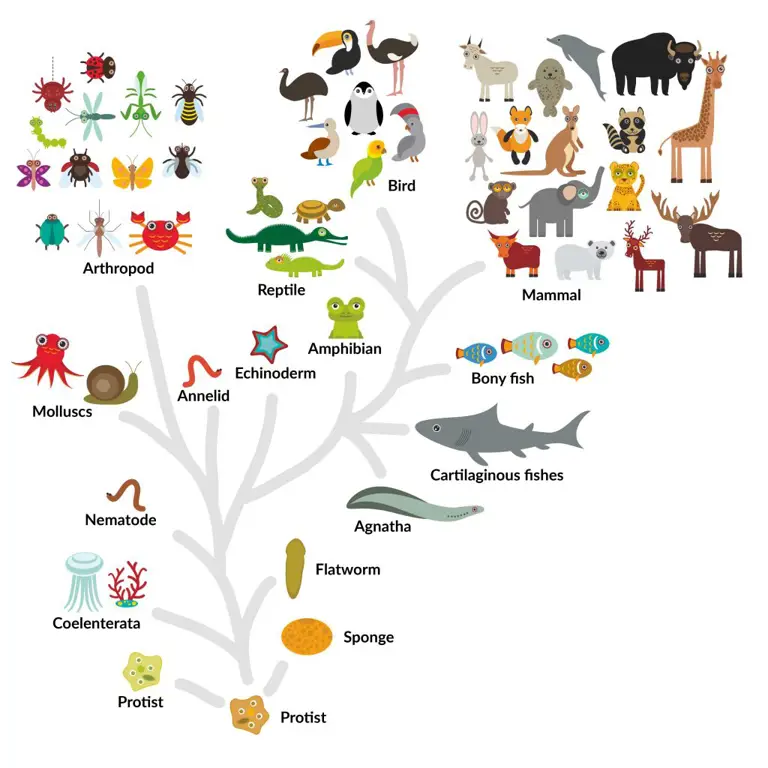 Diagram pohon evolusi yang kompleks dan menarik.