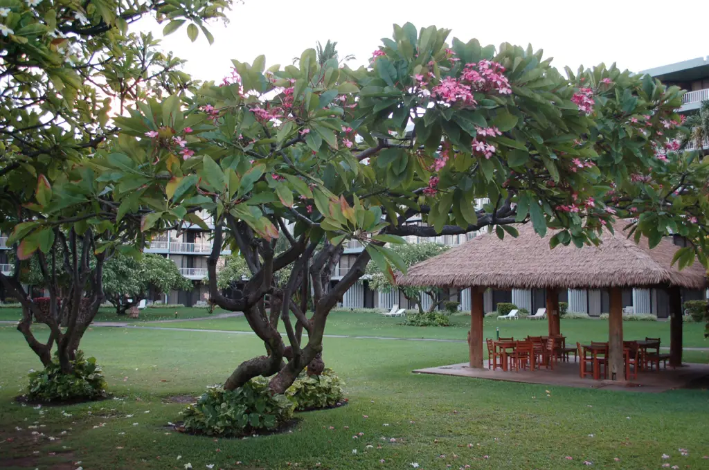 Gambar pohon kamboja di taman