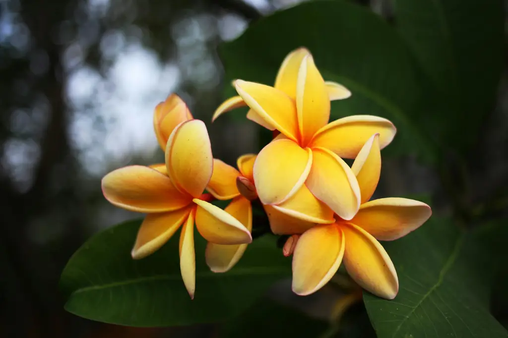 Gambar pohon kamboja kuning di taman yang indah