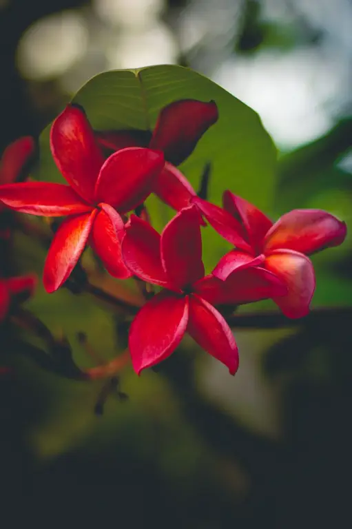 Pohon Kamboja Merah yang tumbuh subur di sebuah taman.