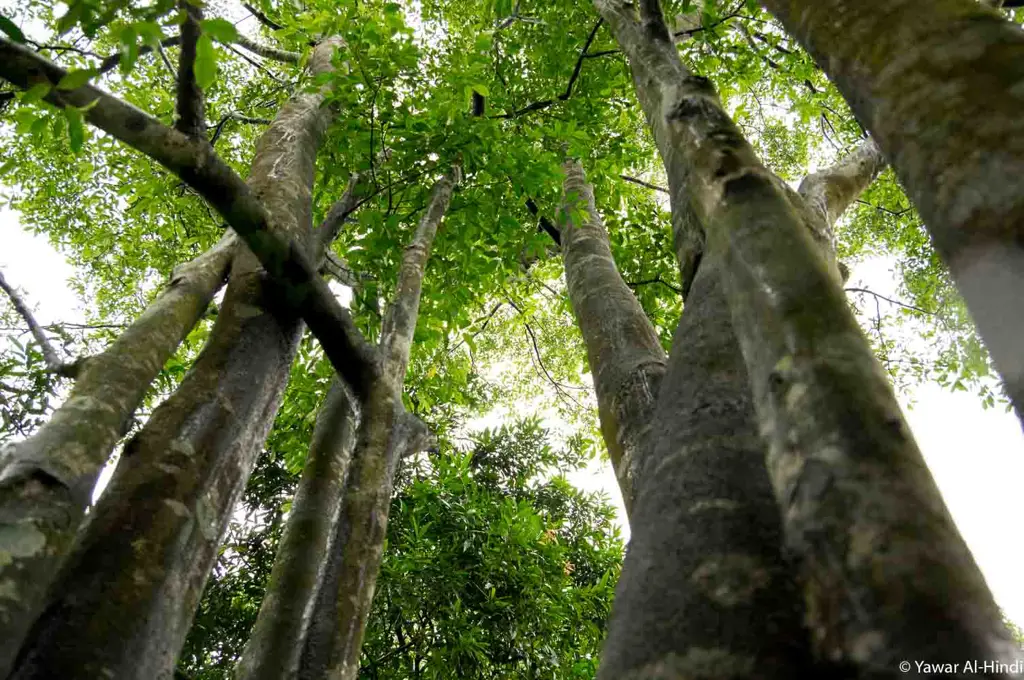 Pohon Agaru yang menghasilkan resin berharga