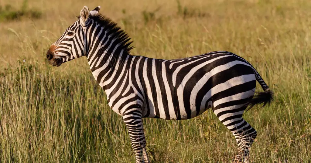 Zebra dengan garis-garis khasnya