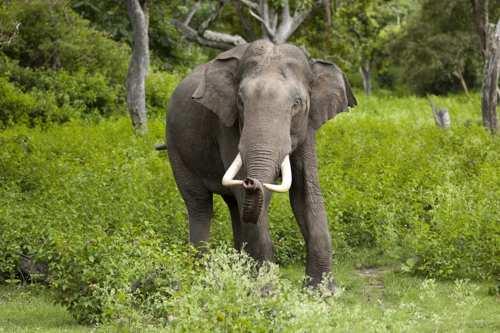 Gajah Asia di Kamboja