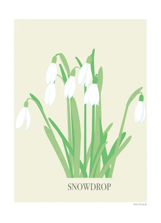 Poster drama Snowdrop