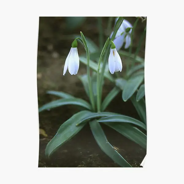 Poster drama Snowdrop