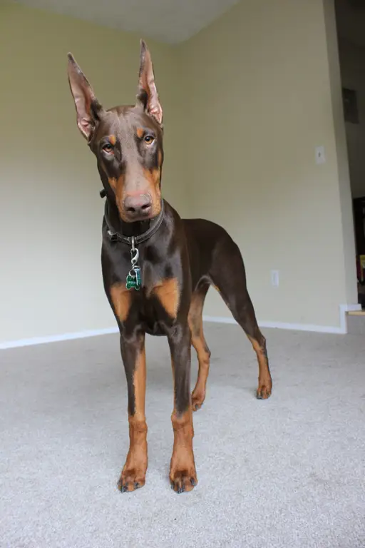 Anjing Doberman Kecil yang Lucu