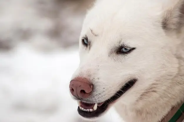 Potret Anjing Husky yang Tampan