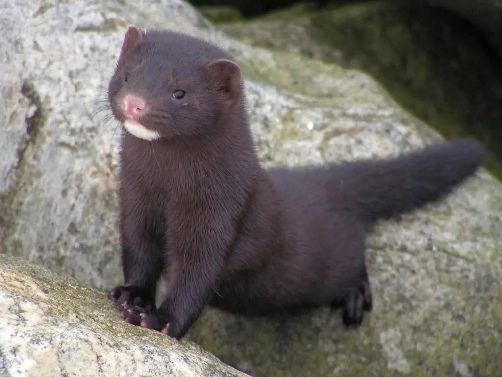 Penampakan dekat musang mink Amerika