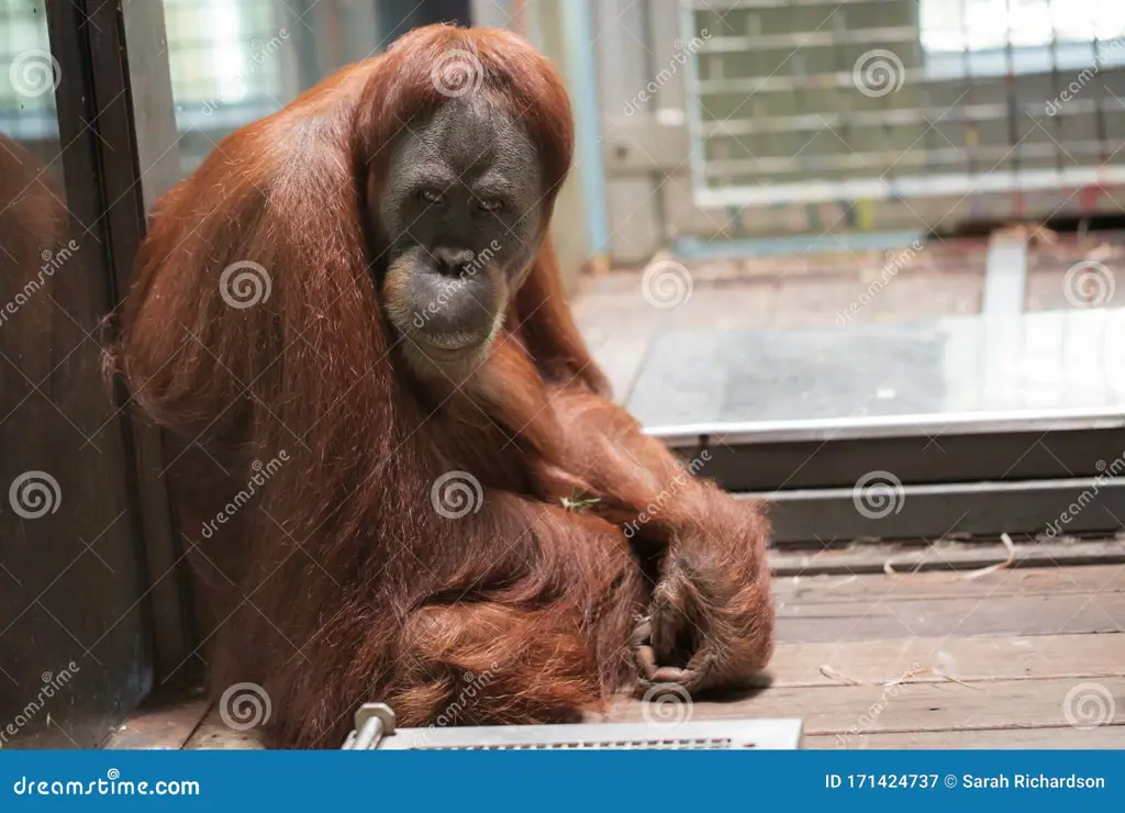 Orangutan di Kandang Kebun Binatang