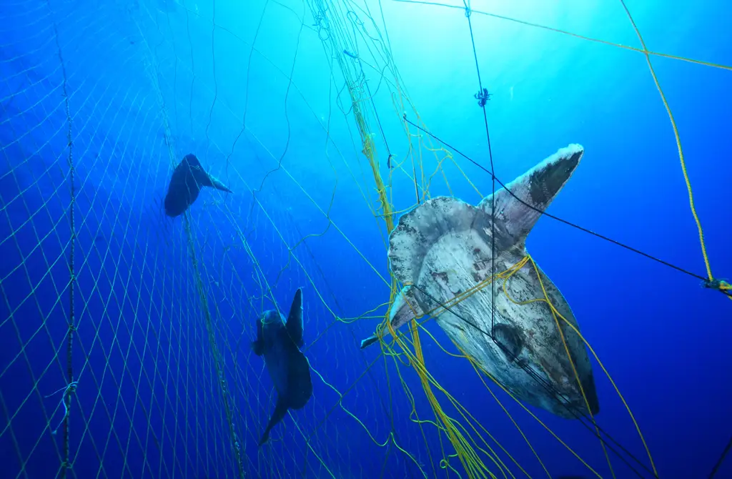 Gambar yang menunjukkan praktik penangkapan ikan yang berkelanjutan.