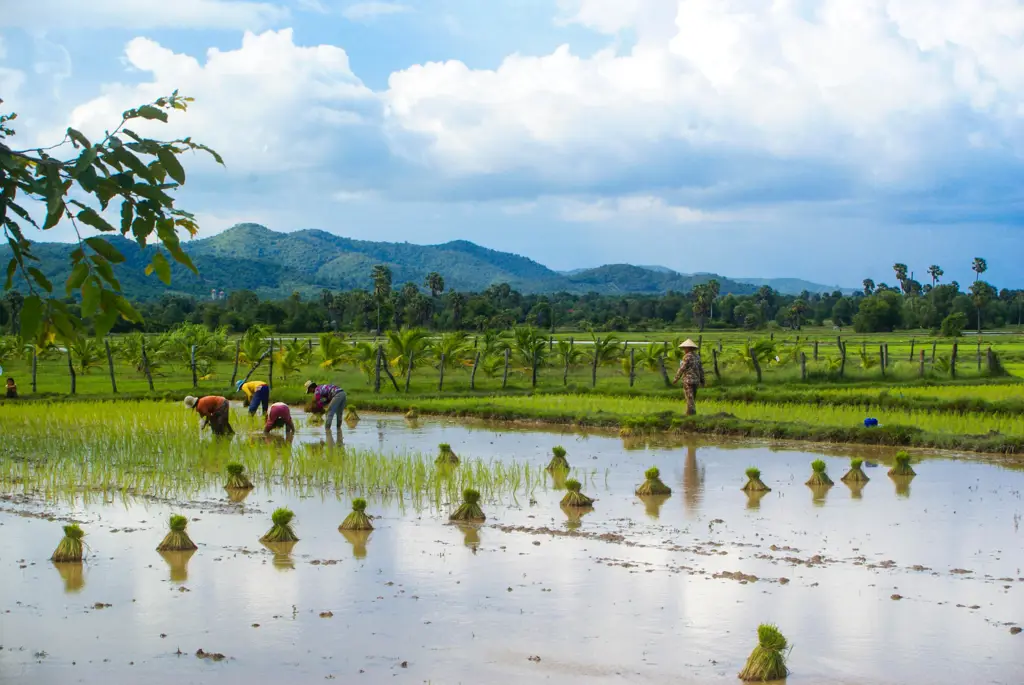 Sawah-sawah di Kamboja yang luas