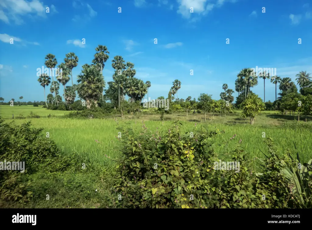 Sawah padi di Kamboja