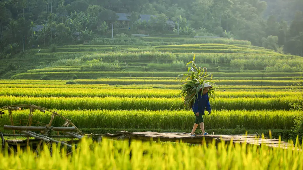 Sawah padi di Kamboja