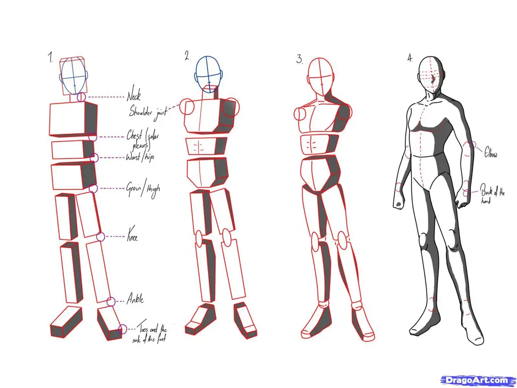 Ilustrasi proporsi tubuh dalam anime