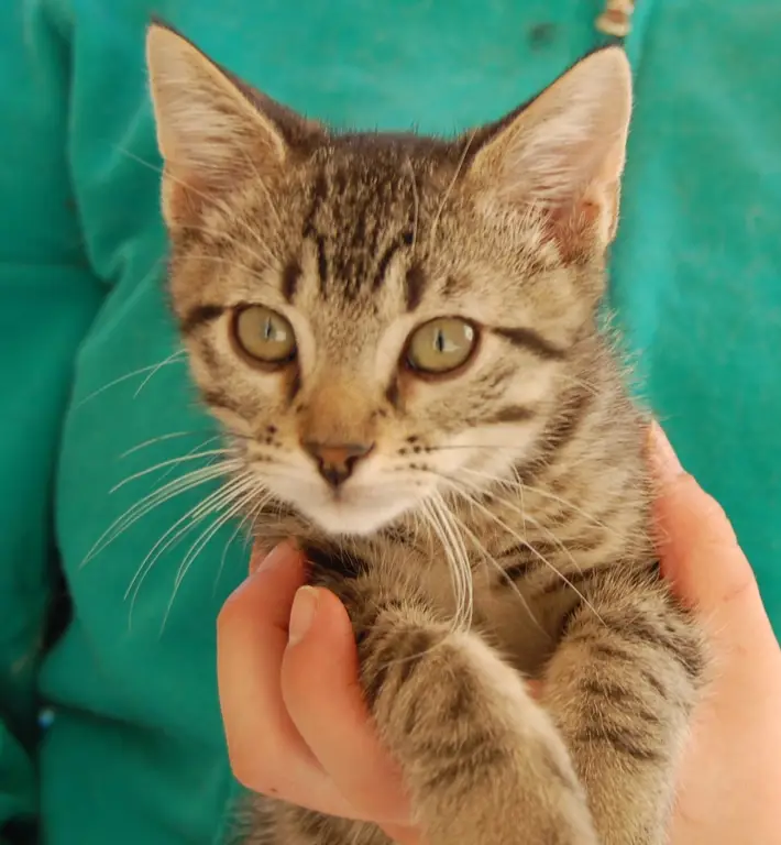 Kucing yang siap untuk diadopsi di sebuah shelter hewan.