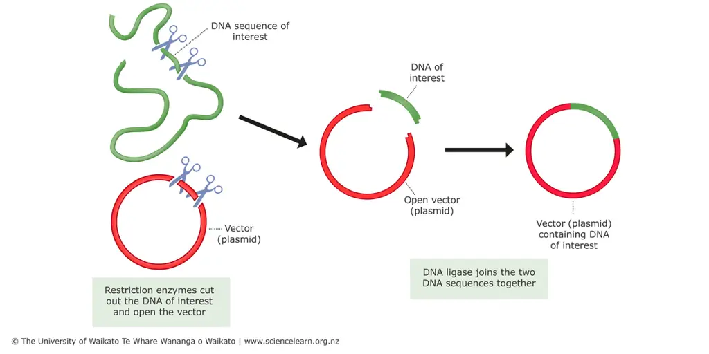 Diagram proses kloning DNA