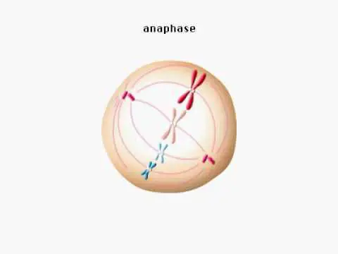 Gambar yang menunjukkan tahap-tahap mitosis dalam sel hewan