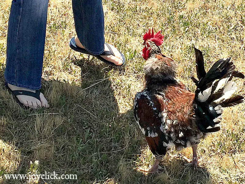 Seorang anak laki-laki melatih ayam petarungnya