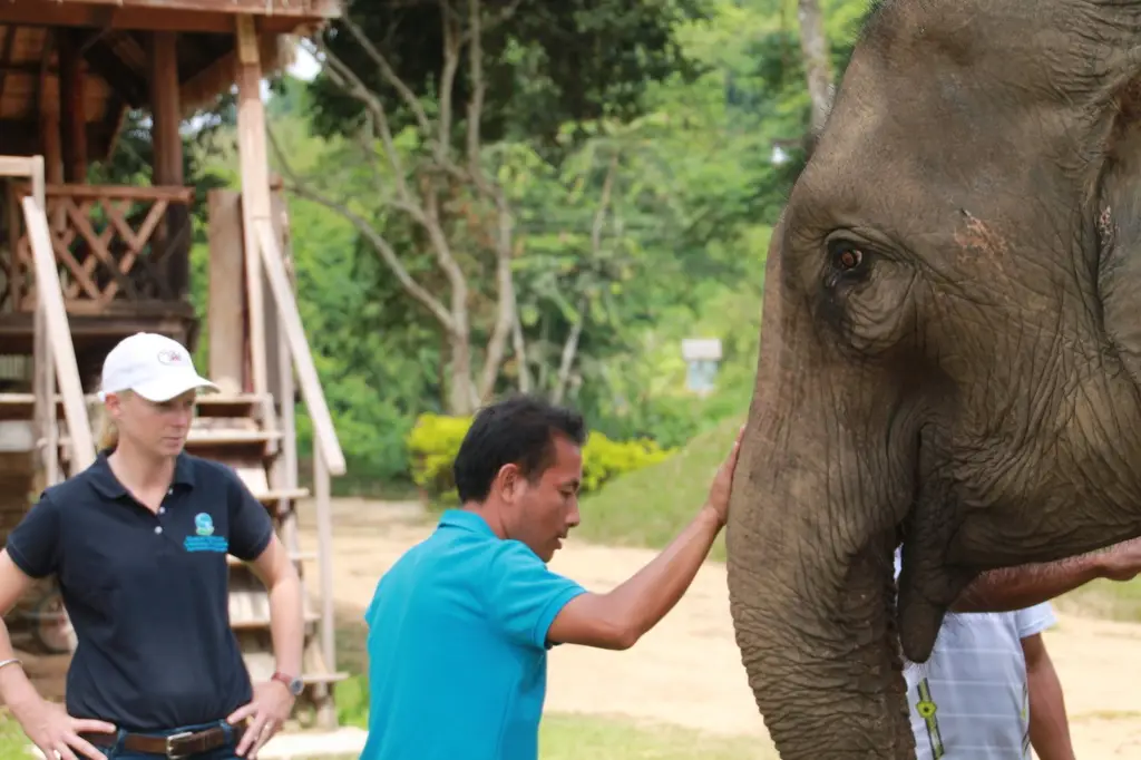 Latihan gajah untuk pertunjukan