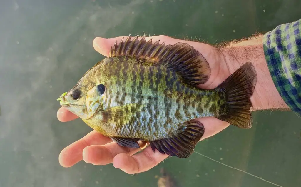 Proses perkembangbiakan ikan blue gale