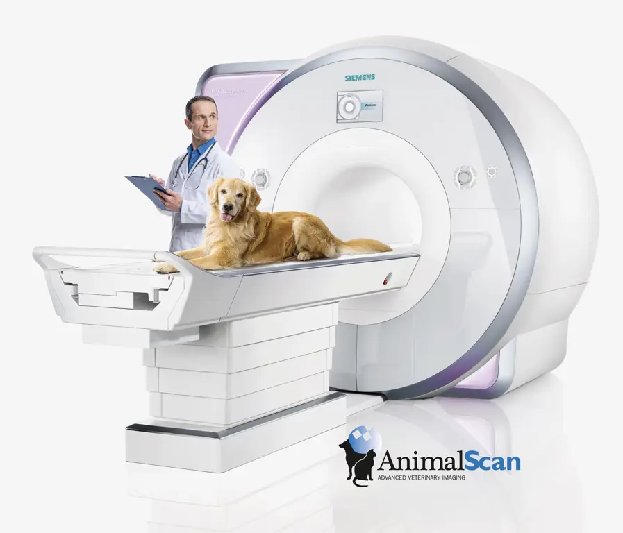 Anjing di dalam mesin MRI